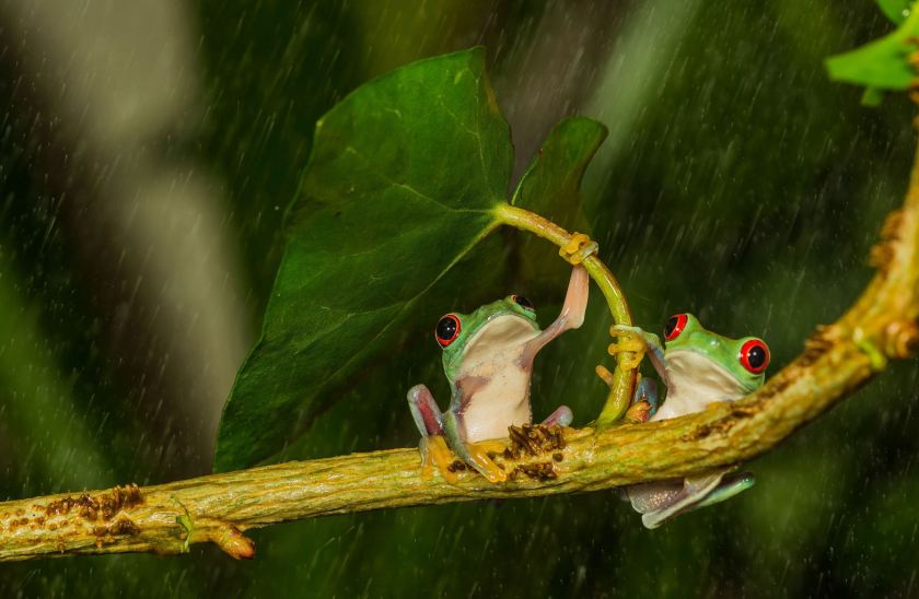 The clever frog used a makeshift 'umbrella' to stop its partner getting wet (Caters)
