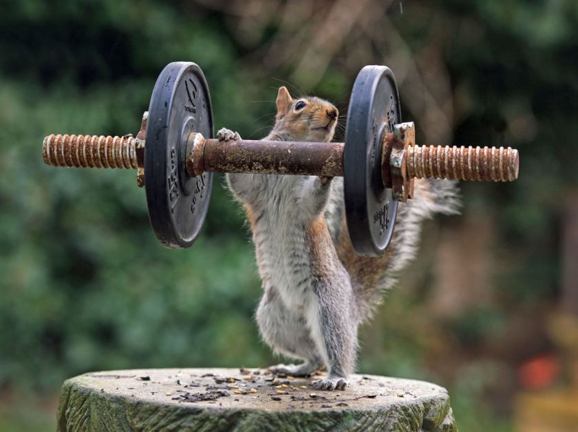 Weightlifter. (Max Ellis/CATERS NEWS) 