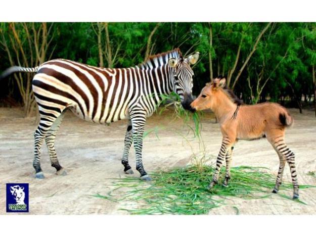 A vary rare animal was born at Mexico's Reynosa Zoo on April 21. Khumba the zonkey is rare and incredibly adorable. As you might have guessed, a zonkey (or 'zedonk') is a cross between a zebra and a donkey. Khumba's mother is a zebra, the father is a white donkey.