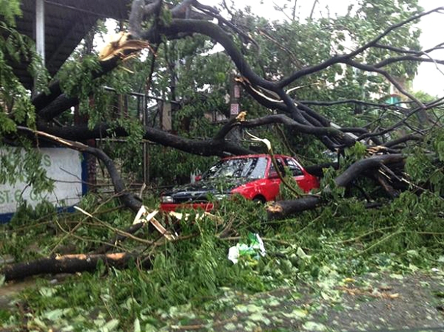 Strong winds from Typhoon Glenda (Rammasun) uprooted a decades-old tree which fell on a red car.