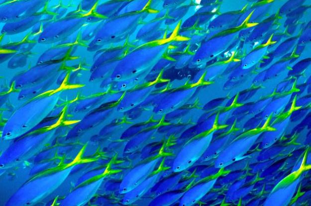 Blue and yellow snapper fish seen in moving vast schools along the reef in Fiji. (Ron & Valerie Taylor/Ardea/Caters News) 
