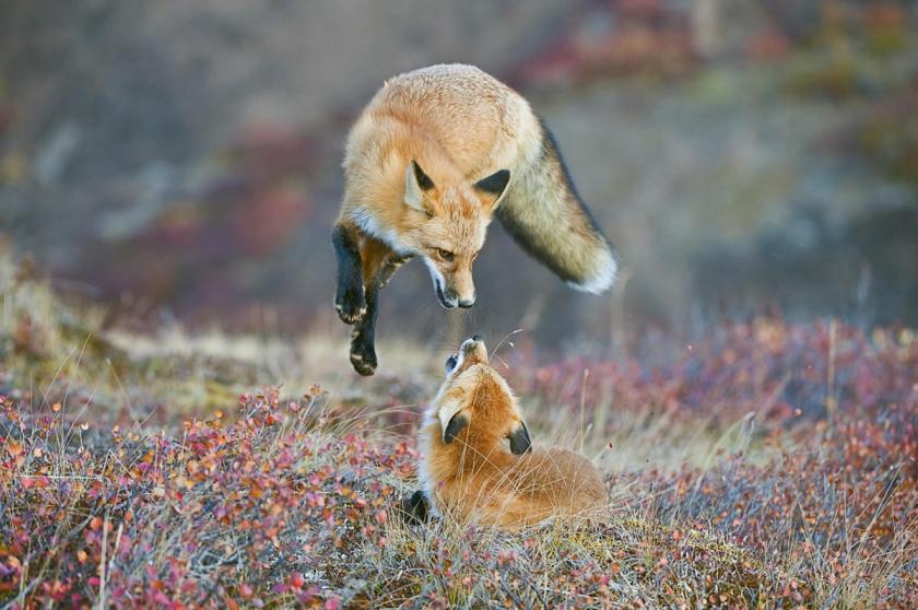 A Red Fox frolicking in the fall colors of Denali National Park and Preserve, Alaska. (Dee Ann Pederson Houston, Texas, USA/Courtesy of National Museum of Natural History)