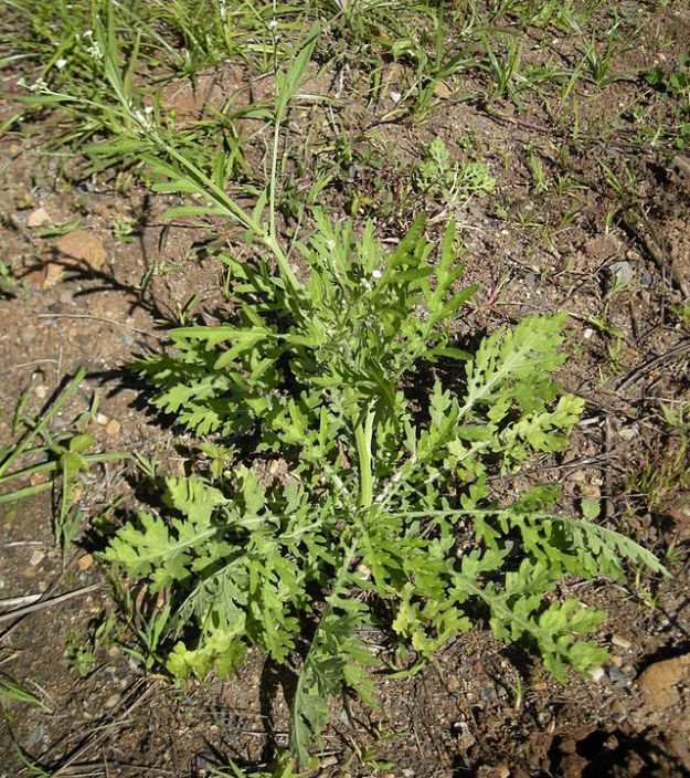 Carrot weed plant with flowers. 