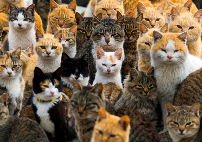 Cats crowd the harbour on Aoshima Island in the Ehime prefecture in southern Japan February 25, 2015. An army of cats rules the remote island in southern Japan, curling up in abandoned houses or strutting about in a fishing village that is overrun with felines outnumbering humans six to one. (REUTERS/Thomas Peter)