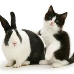 Black Dutch rabbit with black-and-white kitten Felix. (Photo: Warren photographic/Caters News)